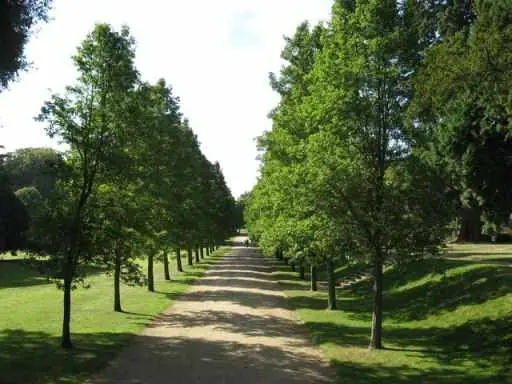 Tree Service Greenville
