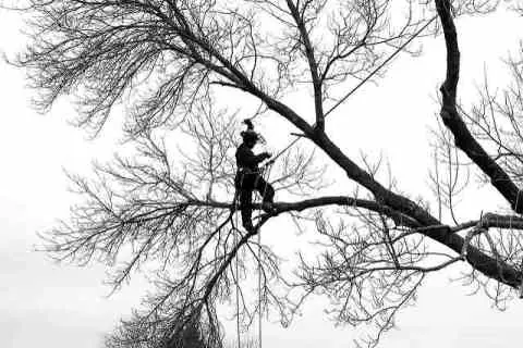 Tree Service Greenville